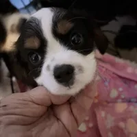 Male 2, a male Cavalier King Charles Spaniel for sale in Conway, SC – Photo 3 of 5