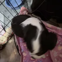 Male 2, a male Cavalier King Charles Spaniel for sale in Conway, SC – Photo 2 of 5