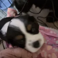 Male 2, a male Cavalier King Charles Spaniel for sale in Conway, SC – Photo 4 of 5