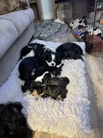 New, a male Cavalier King Charles Spaniel for sale in Conway, SC – Photo 2 of 3