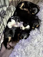 New, a male Cavalier King Charles Spaniel for sale in Conway, SC – Photo 3 of 3