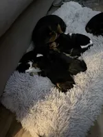 New, a male Cavalier King Charles Spaniel for sale in Conway, SC – Photo 1 of 3