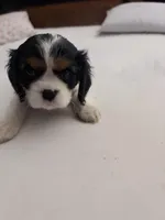 Clyde, a male Cavalier King Charles Spaniel for sale in Conway, SC – 3 of 3