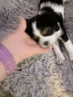 Clyde, a male Cavalier King Charles Spaniel for sale in Conway, SC – 1 of 3