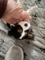 Clyde, a male Cavalier King Charles Spaniel for sale in Conway, SC – 2 of 3