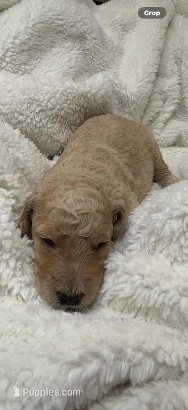 Sandy – Goldendoodle puppy for sale in Glendale, AZ