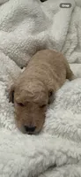Sandy, a male Goldendoodle for sale in Glendale, AZ – 1 of 2