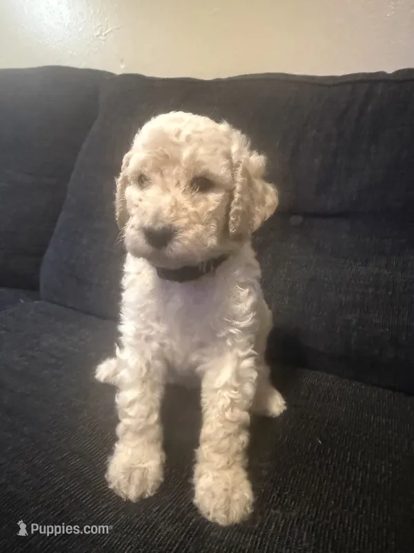 snowflake – Goldendoodle puppy for sale in Glendale, AZ
