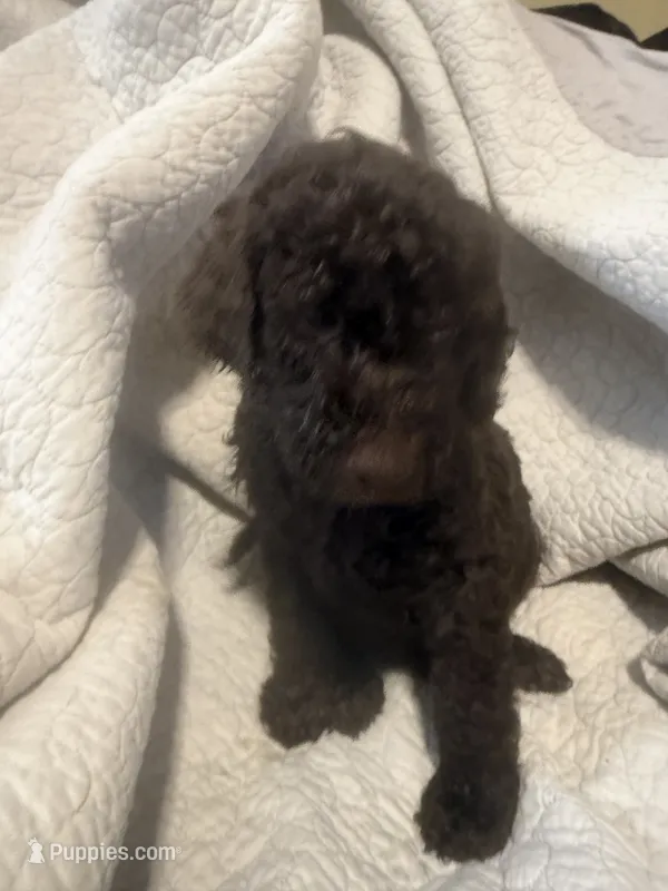 Brownie – Goldendoodle puppy for sale in Glendale, AZ