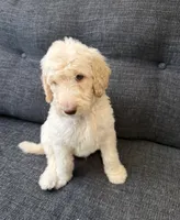 Sandy, a male Goldendoodle for sale in Glendale, AZ – 3 of 6
