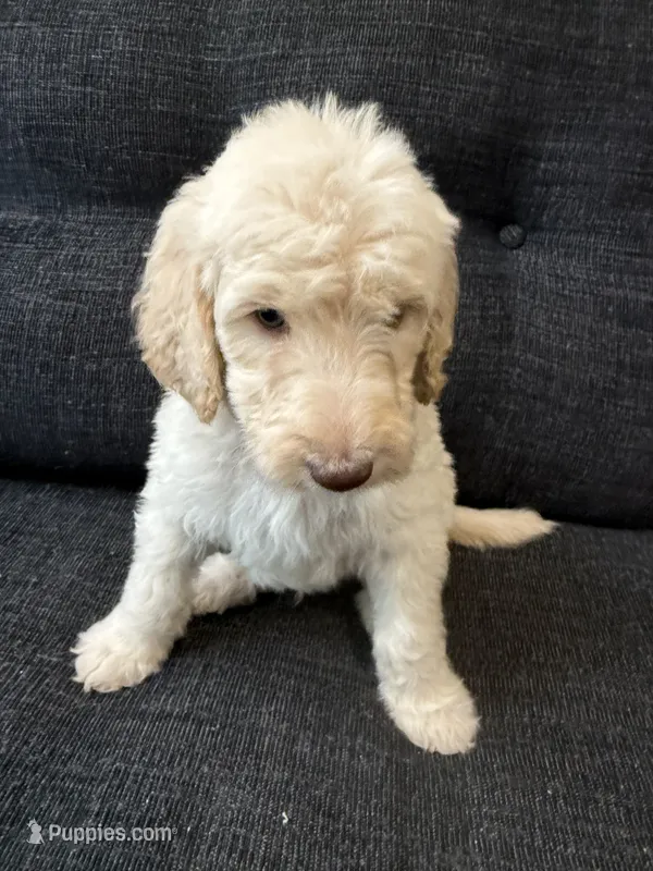 Sandy – Goldendoodle puppy for sale in Glendale, AZ