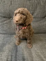 Hershey, a male Goldendoodle for sale in Glendale, AZ – 2 of 4