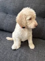 Sandy, a male Goldendoodle for sale in Glendale, AZ – 5 of 6