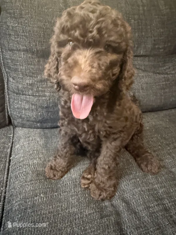 Brownie – Goldendoodle puppy for sale in Glendale, AZ