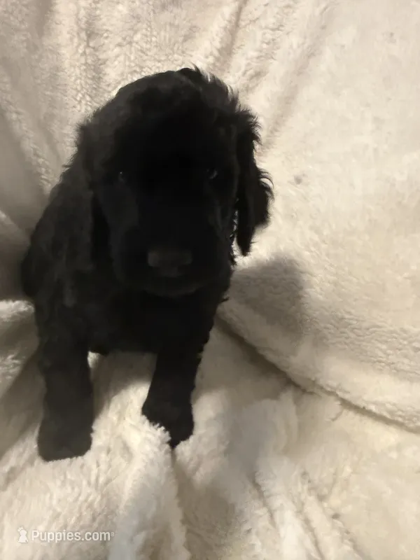 Dexter – Goldendoodle puppy for sale in Glendale, AZ