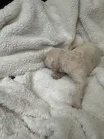 snowflake, a male Goldendoodle for sale in Glendale, AZ – 3 of 3