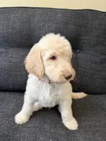 Sandy, a male Goldendoodle for sale in Glendale, AZ – 6 of 6