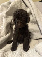 Brownie, a male Goldendoodle for sale in Glendale, AZ – 4 of 4
