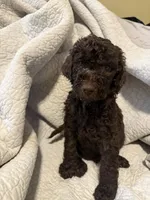 Brownie, a male Goldendoodle for sale in Glendale, AZ – 3 of 4