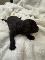 Dexter, a male Goldendoodle for sale in Glendale, AZ – 1 of 3