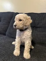 snowflake, a male Goldendoodle for sale in Glendale, AZ – 3 of 4