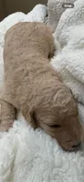 Sandy, a male Goldendoodle for sale in Glendale, AZ – 2 of 2