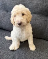 Sandy, a male Goldendoodle for sale in Glendale, AZ – 4 of 6