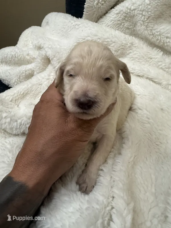 snowflake – Goldendoodle puppy for sale in Glendale, AZ