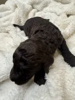 Brownie, a male Goldendoodle for sale in Glendale, AZ – 1 of 1