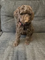 Hershey, a male Goldendoodle for sale in Glendale, AZ – 4 of 4