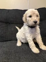 snowflake, a male Goldendoodle for sale in Glendale, AZ – 4 of 4