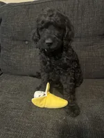 Teddy, a male Goldendoodle for sale in Glendale, AZ – 2 of 2