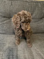 Hershey, a male Goldendoodle for sale in Glendale, AZ – 3 of 4