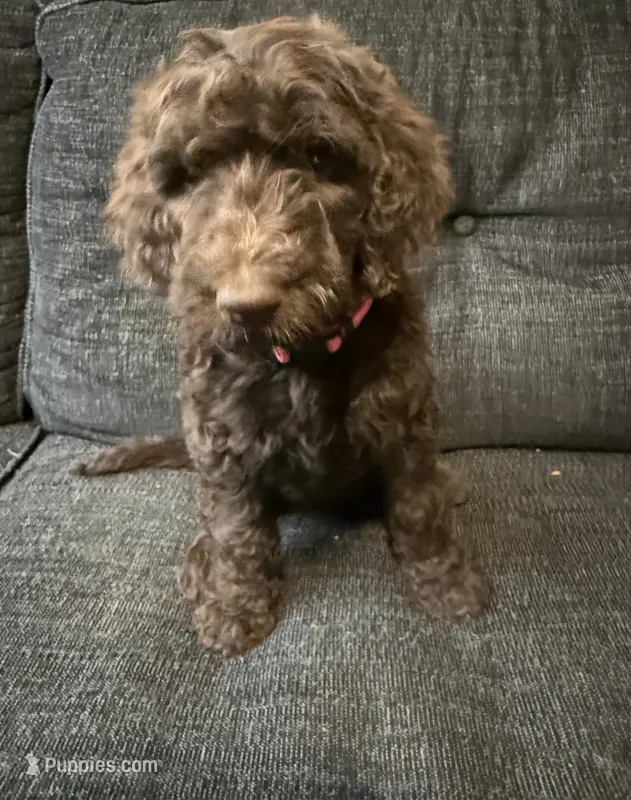 Hershey – Goldendoodle puppy for sale in Glendale, AZ