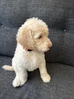 Sandy, a male Goldendoodle for sale in Glendale, AZ – 2 of 6