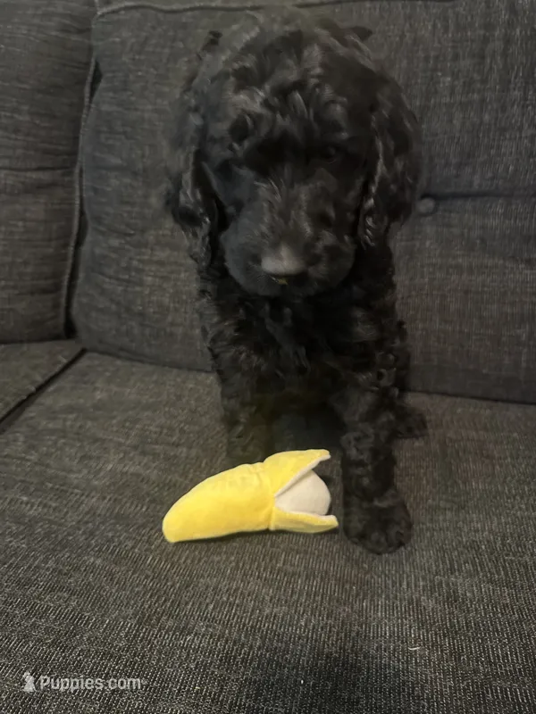 Teddy – Goldendoodle puppy for sale in Glendale, AZ