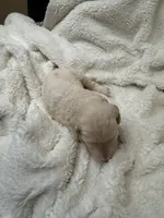 snowflake, a male Goldendoodle for sale in Glendale, AZ – 2 of 3