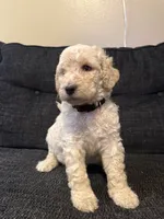 snowflake, a male Goldendoodle for sale in Glendale, AZ – 2 of 4