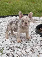 Manchas, a male Chien Francais Blanc et Orange for sale in Sanford, FL – 1 of 1