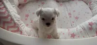 Male Maltese Puppy, a male Maltese for sale in Woodbridge, VA – 3 of 7
