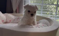 Male Maltese Puppy, a male Maltese for sale in Woodbridge, VA – 7 of 7