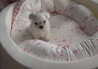 Male Maltese Puppy, a male Maltese for sale in Woodbridge, VA – 2 of 7