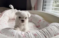 Male Maltese Puppy, a male Maltese for sale in Woodbridge, VA – 5 of 7