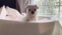 Male Maltese Puppy, a male Maltese for sale in Woodbridge, VA – 4 of 7