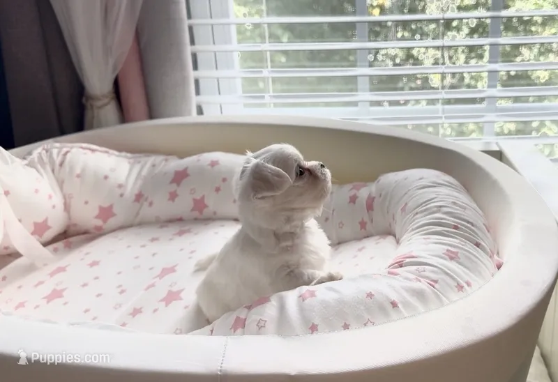Male Maltese Puppy – Maltese puppy for sale in Woodbridge, VA