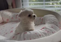 Male Maltese Puppy, a male Maltese for sale in Woodbridge, VA – 6 of 7
