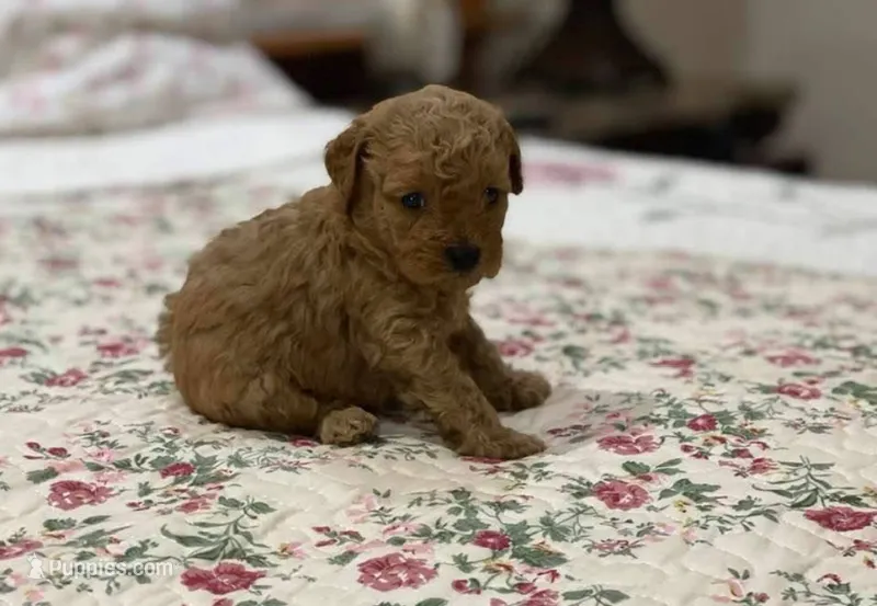 Toy poodle  – Poodle - Toy  puppy for sale in Tampa, FL