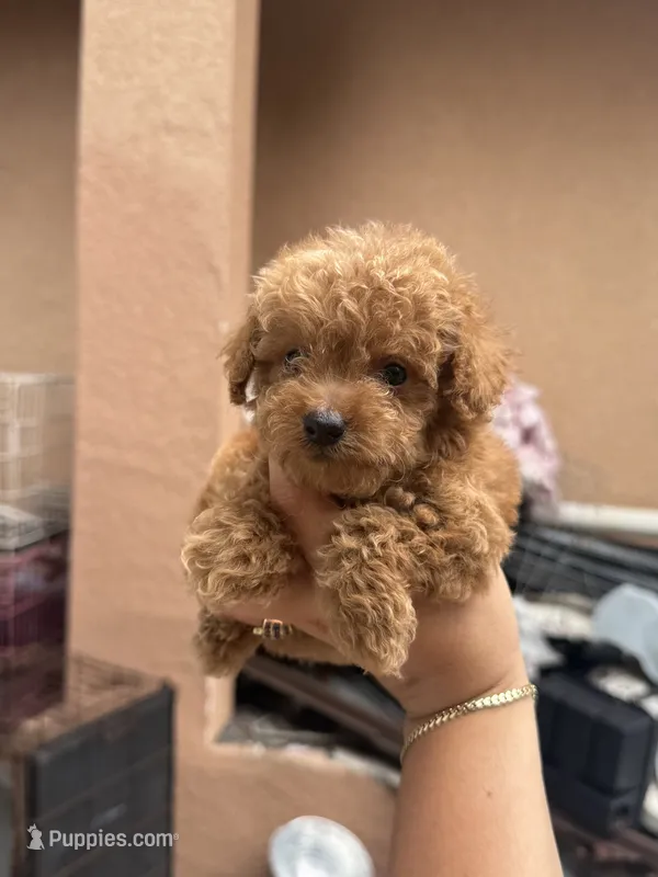 Toy poodle  – Poodle - Toy  puppy for sale in Tampa, FL