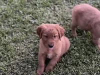 Golden retriever , a female Golden Retriever for sale in Tampa, FL – 2 of 2