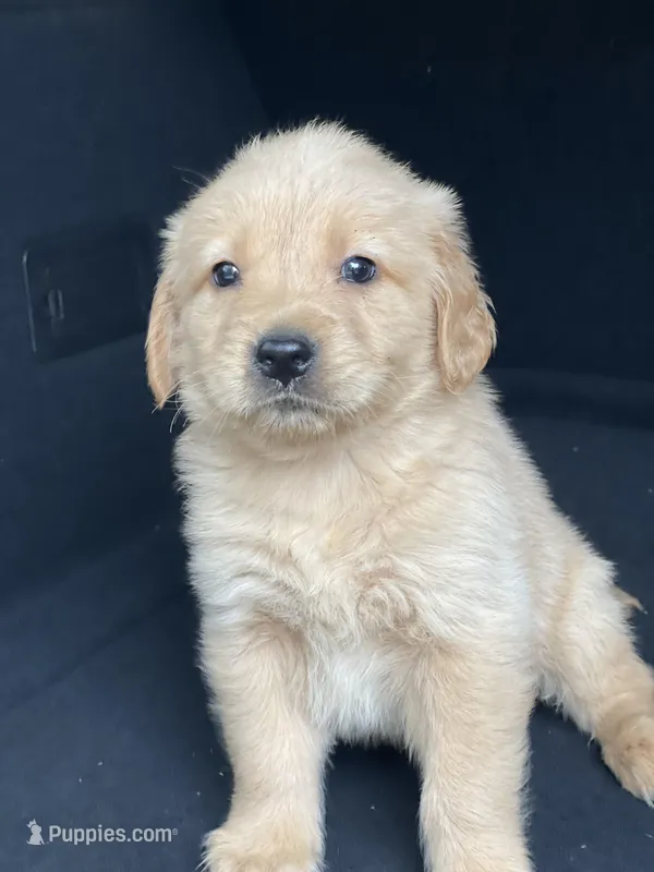 Golden retriever  – Golden Retriever puppy for sale in Tampa, FL